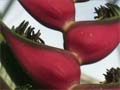 atlanta_botanical_gardens_121x90_thumbnail.jpg